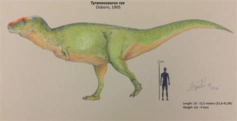 Tyrannosaurus Rex Reconstruction By Eusou123 On Deviantart