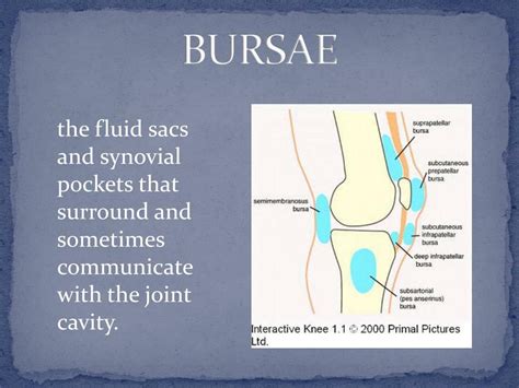 Ppt Synovial Joint Powerpoint Presentation Free Download Id5300719