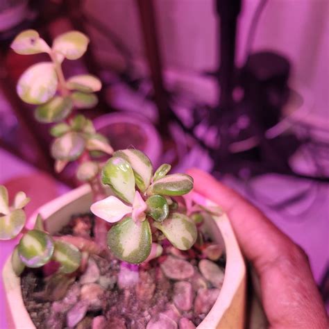 Rainbow Bush Plant Care: Water, Light, Nutrients | Greg App 🌱