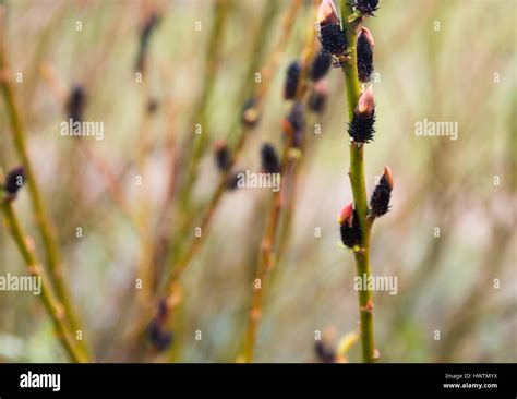 Salix Gracilistyla Melanostachys Rose Gold Pussy Willow Stock Photo