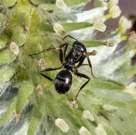 Silky Field Ant From North Pawlet Vt On April At Am By