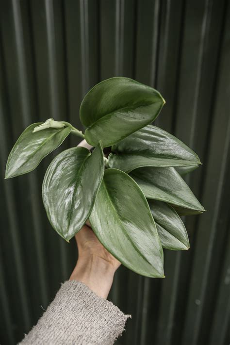 Scindapsus Moonlight - Centrum Ogrodnicze Silesia