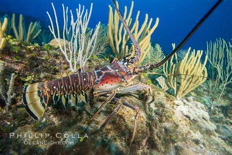 Caribbean Spiny Lobster Grand Cayman Island Cayman Islands