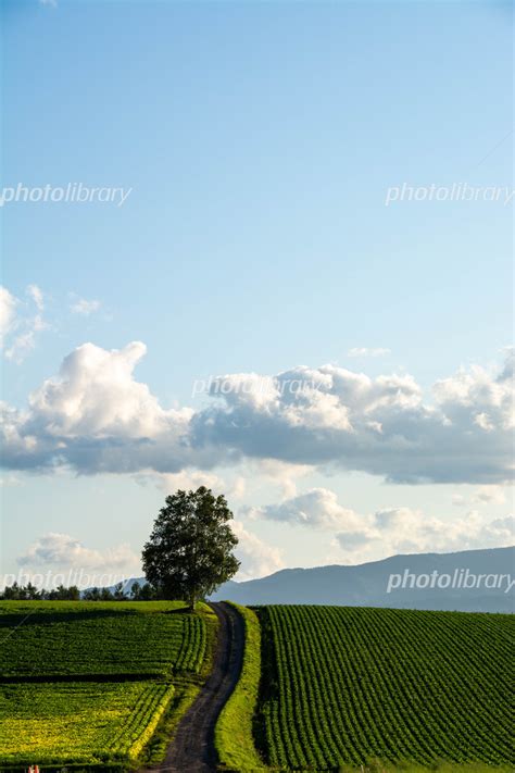 夕暮れ丘に立つシラカバの木 写真素材 6488138 フォトライブラリー Photolibrary