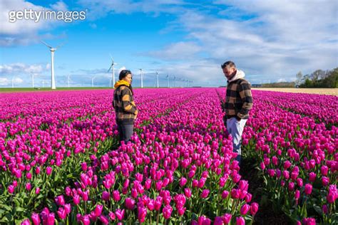 A Couple Stands Gracefully In A Vibrant Field Of Purple Tulips Surrounded By The Beauty Of