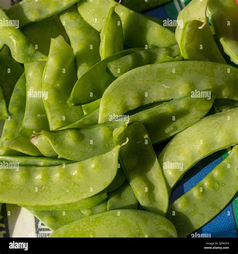 Oregon Sugar Pod Garden pea Ärt Pisum sativum Stock Photo Alamy