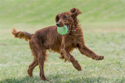 16 Red Dog Breeds That Turn Heads