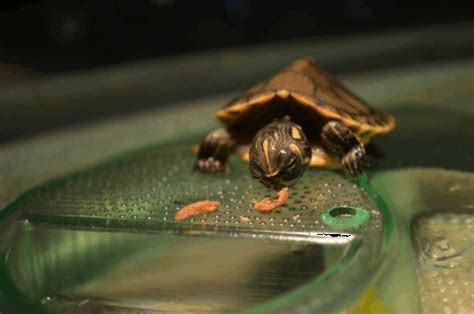 turtle gif | cute, gifmovie, eating, green, turtle | Turtle gif, Gif ...