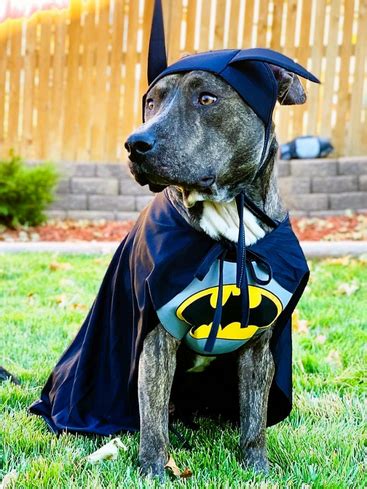 Best Pitbull Halloween Costumes for Your Dog.