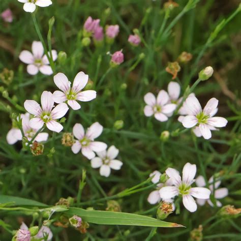 Tunic Flower (Petrorhagia saxifraga)