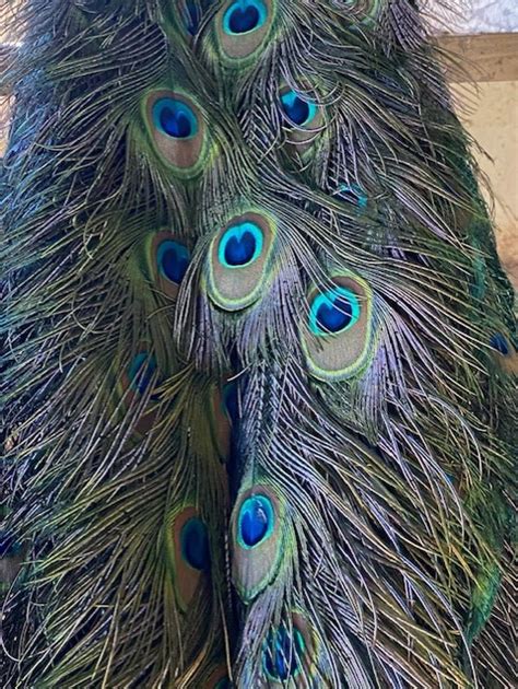 Overview of Peacock Feathers - Peacocks UK