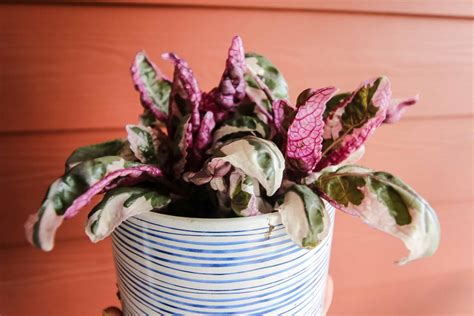 The complete purple waffle plant care guide - keep your plants alive