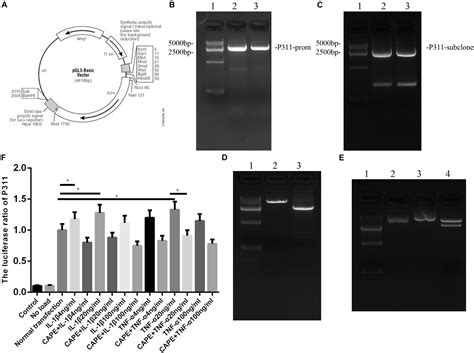 Frontiers Effects of IL 1β and TNF α on the Expression of P311 in