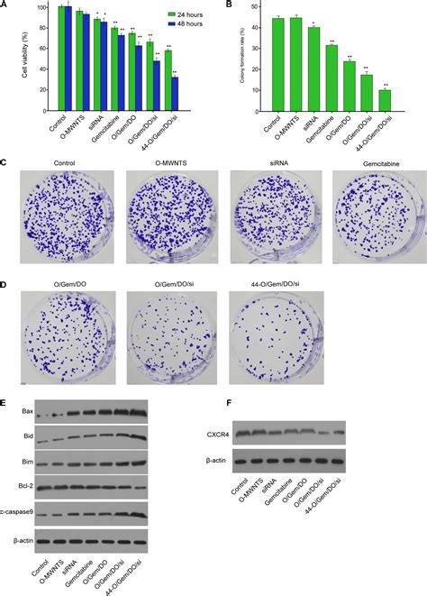 Frontiers Cd44v6 O Mwnts Loaded Gemcitabine And Cxcr4 Sirna Improves