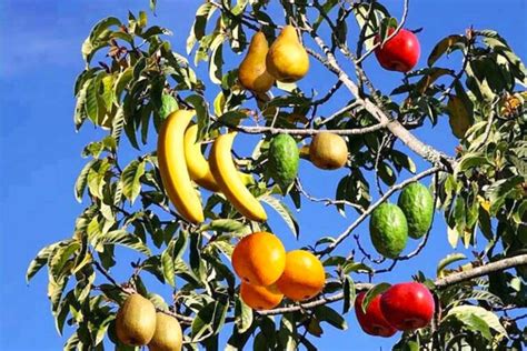 Un albero con 40 diversi tipi di frutta Esiste ed è meraviglioso