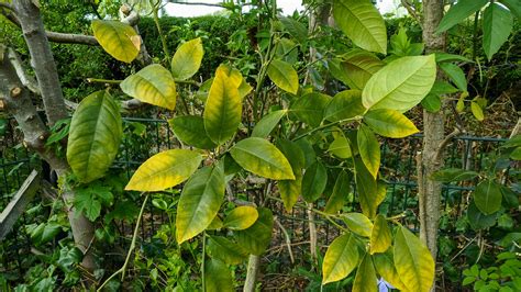 Citrus Trees Deficiency At Virginia Bittner Blog