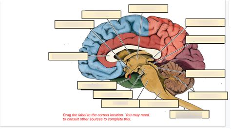 A P Brain Labelling Diagram Quizlet