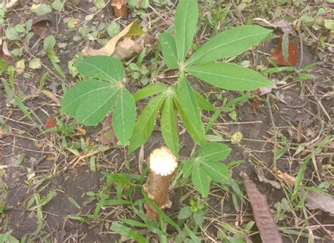 Single Node Cassava Planting Success The Survival Gardener