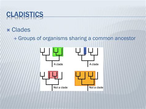 Ppt Phylogeny And The Tree Of Life Powerpoint Presentation Free