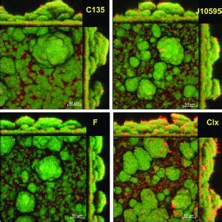 Representative images of biofilms formed by cells recovered ... 