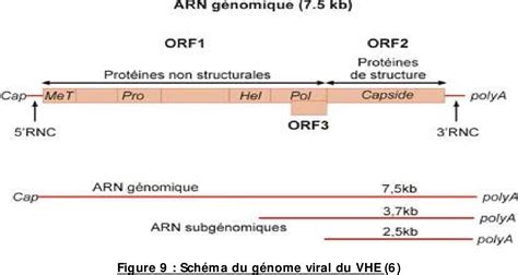 Figure From Les H Patites Virales Aigu S Chez Lenfant En Milieu