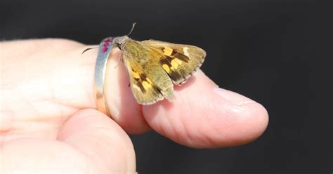 Locally extinct butterfly returns to Adelaide | Green Adelaide