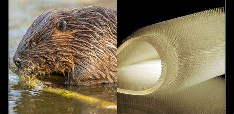 8 Amazing Examples of Biomimicry Biomimicry Examples, Massachusetts ...