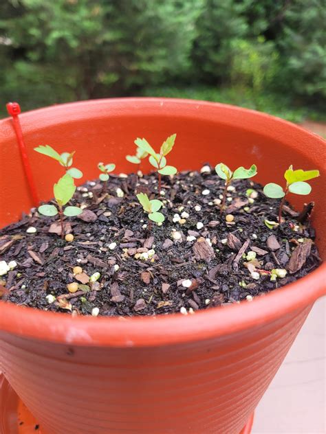 These are popping up everywhere : r/whatsthisplant