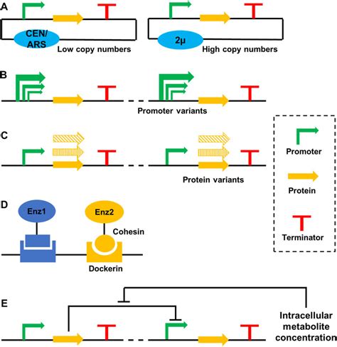 Optimization of biosynthetic pathways at DNA, RNA, protein, and ...