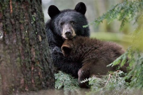 The Importance Of Old Growth Forests The Nature Trust Of British Columbia