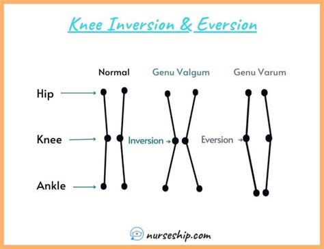 Inversion VS Eversion In Anatomy NurseShip