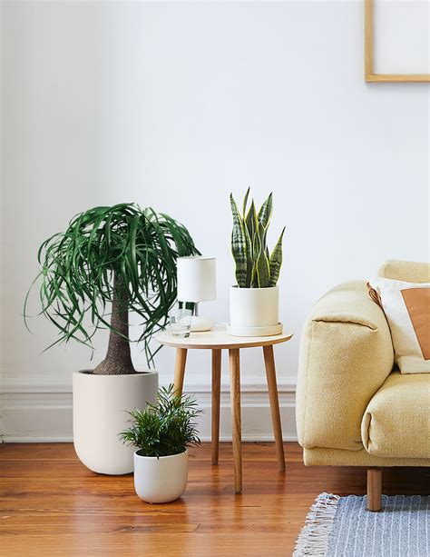 Large Ponytail Palm | Indoor Plants & Houseplants for Delivery | The Sill