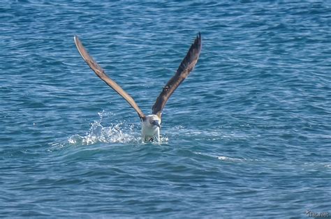 Blue Footed Boobie Diving For Fish Ecuador And Galapagos