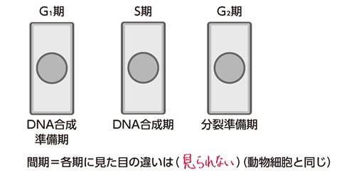 【ベストコレクション】 物細胞 動物細胞 細胞分裂 違い 179684 植物細胞 動物 胞 細胞分裂 違い