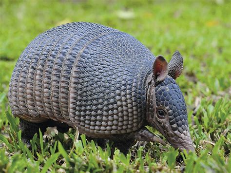 nombre de diversas especies de armadillo estudiar