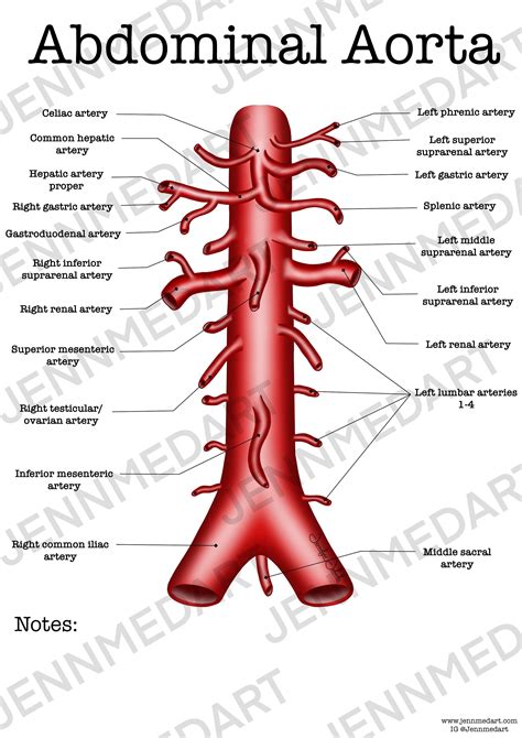 Anatomia Da Aorta Abdominal - RETOEDU