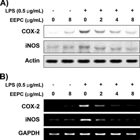 Down Regulation Of Lps Induced Inos And Cox 2 Protein And Mrna