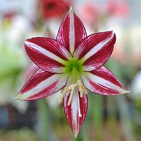 Amaryllis Santiago Fragrant Trumpet Amaryllis Hippeastrum Santiago