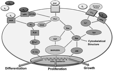 Non Genomic Action Of Sex Steroids On Immune Cells Sex Steroid Like