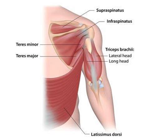 Shoulder pain | Cricklade Osteopaths