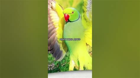 #попугай#приколы#ярикпопуга#докс - YouTube