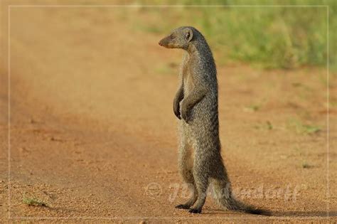 Banded Mongoose Diet - Acquire