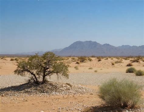 Premium Ai Image Desert Mirage Beauty Amidst The Arid Wilderness