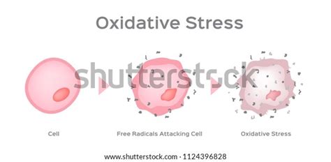 Oxidative Stress Cell Vector Free Radical Stock Vector Royalty Free