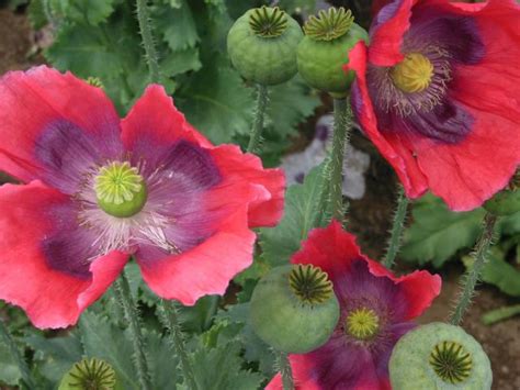 Papaver Somniferum Varieties