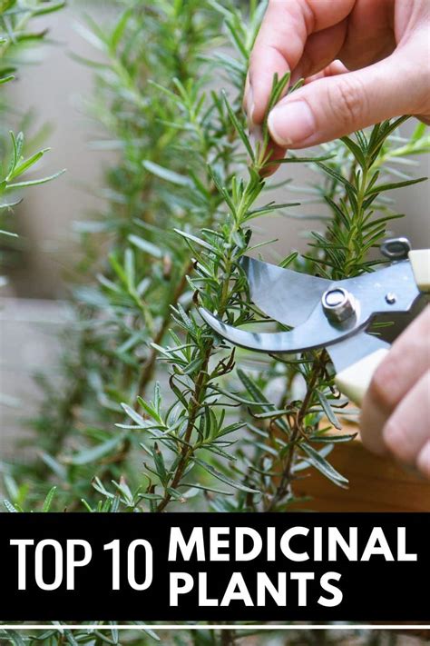 Top 10 Medicinal Plants And Herbs To Grow At Home