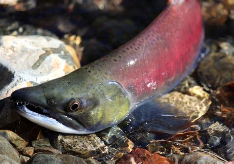 Sockeye Salmon Oceana