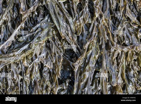 Porphyra Algae Nori Hi Res Stock Photography And Images Alamy