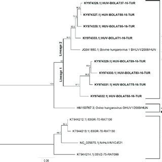 Phylogenetic Analysis Based On The Bp Partial Nucleotide Sequence