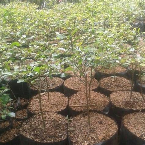 Jual Tanaman Hias Ketapang Kencana Hijau I Terminalia Mantaly I Pohon